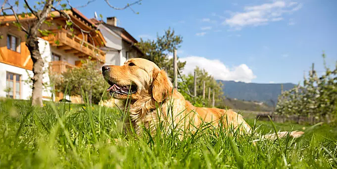 Dog-friendly farm holidays in South Tyrol