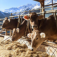 Livestock farming