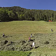 Lively mountain farming