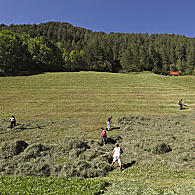 Lively mountain farming