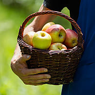 South Tyrol's apple growing area