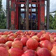 Apple growing (© Renate Anna Rubner)