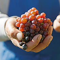 Grape varieties in South Tyrol