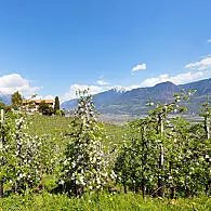 Farming land in South Tyrol