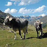 Tyrolean Grey cattle breed (© TV Passeier)