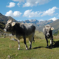 Tyrolean Grey cattle breed (© TV Passeier)