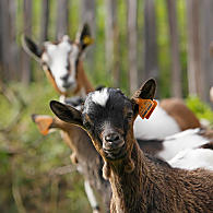 Goats in South Tyrol