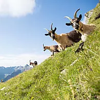 Goats on the Alpine pastures
