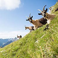 Goats on the Alpine pastures