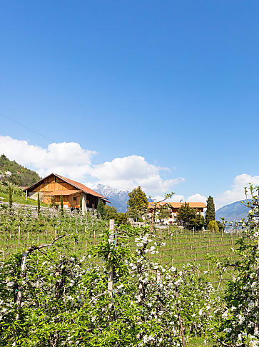 Holidays on a fruit farm in South Tyrol