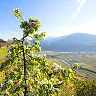 South Tyrol's fruit growing area