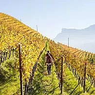 South Tyrol's vineyards
