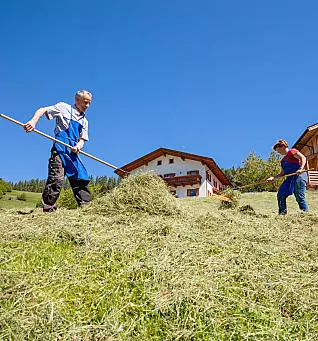 Hay harvest on the farm in South Tyrol