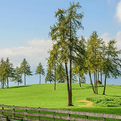 Larch meadows on Salten: Unique cultural landscape
