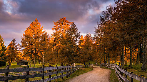 Larch meadows on Salten: Unique cultural landscape