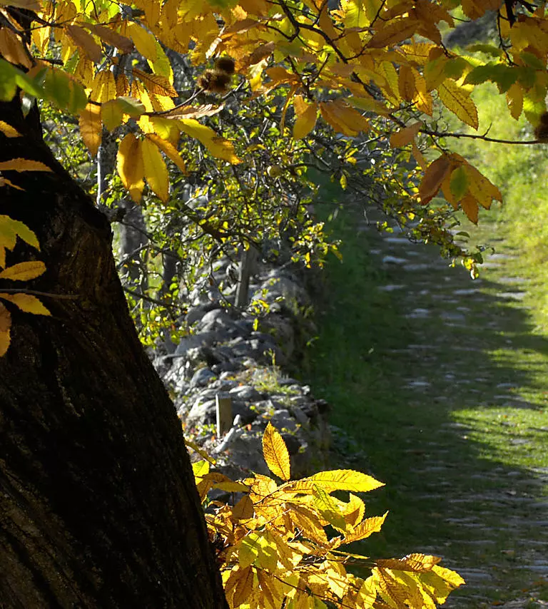 Keschtnweg Chestnut Trail: autumnal gem in Eisacktal valley