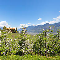 Landwirtschaftlich genutzte Fläche in Südtirol