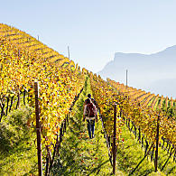 Südtirols Weinberge