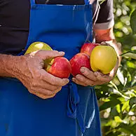 Knackige Äpfel frisch vom Baum