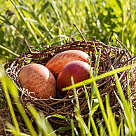 Eier aus dem Nest holen und natürlich färben