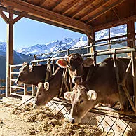 Fresh barn air and animal companions
