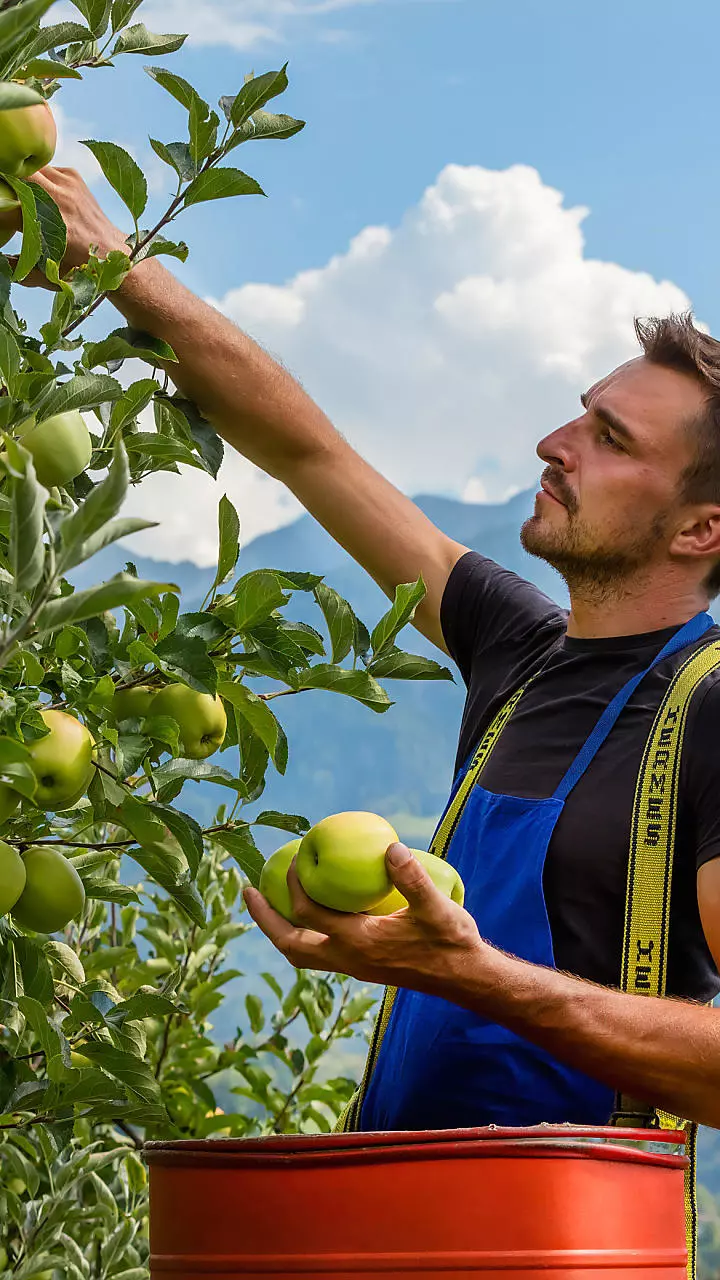 Experience everyday farming life in South Tyrol