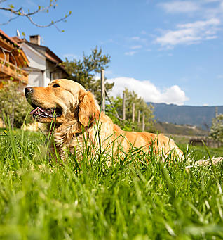 Hundefreundlicher Bauernhofurlaub in Südtirol