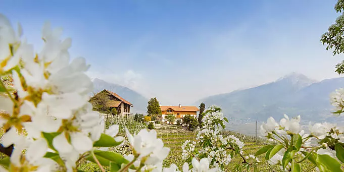 Apfelblüte am Bauernhof in Südtirol
