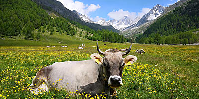 Köstlichkeiten von Südtirols Bergbauernhöfen 