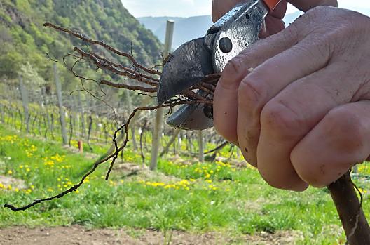 Replanting of the vines