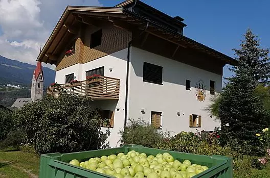 Apple harvest at the Rumlhof