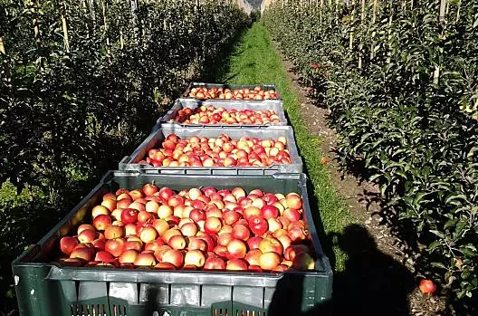 Harvesting of the Pinova apples