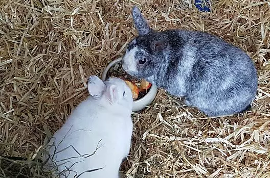 Our dwarf rabbits Olaf and Flocke