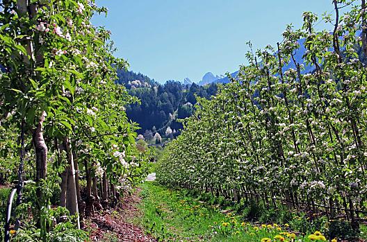 Our apple orchards