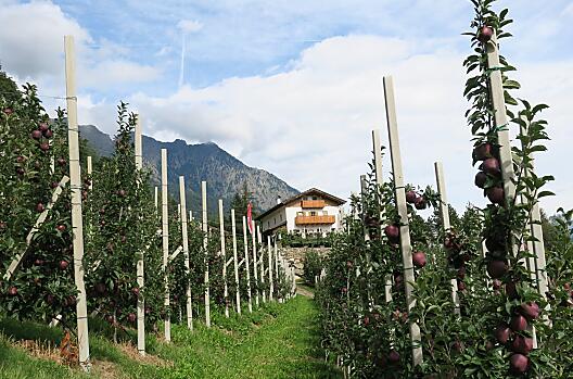 Winklerhof with apple orchards