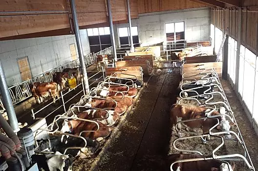 Our new exercise pen with our cattle