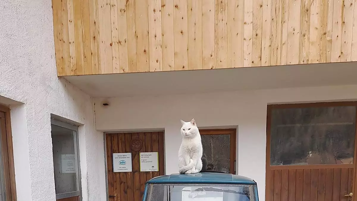 Weiße Katze hält Ausschau.