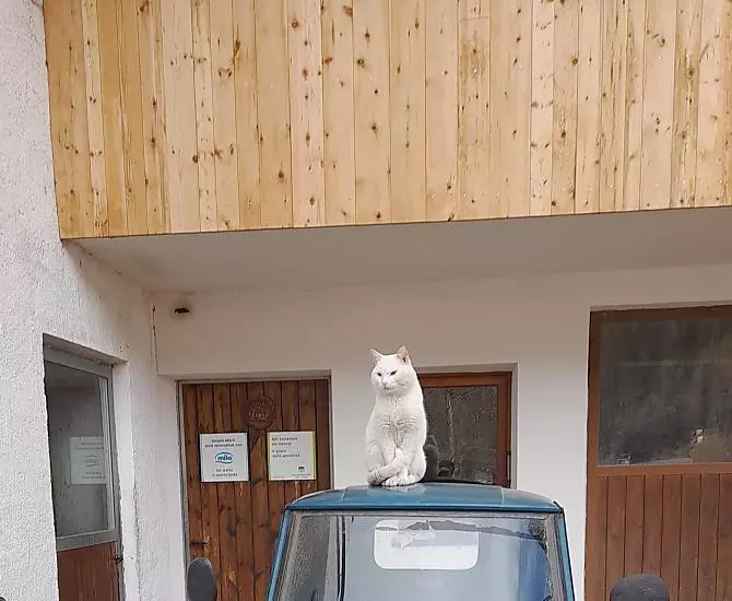 Weiße Katze hält Ausschau.