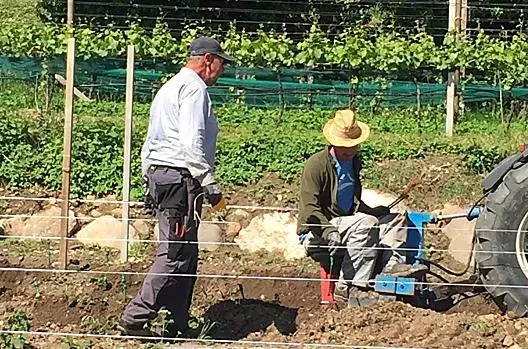 Neupflanzung Blauburgunder
