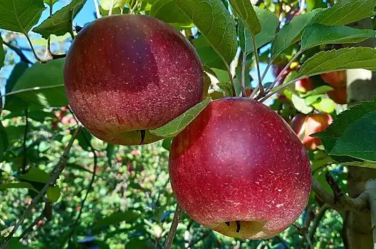 Morgenduft kurz vor der Ernte