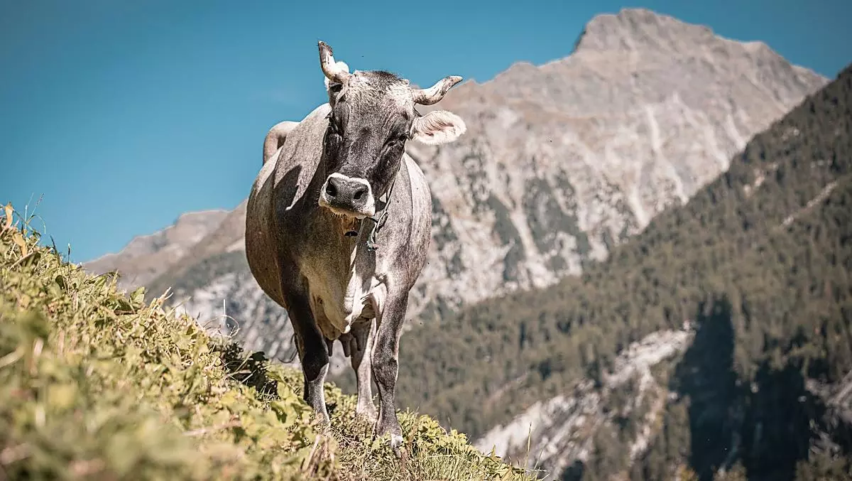Kofler zwischen den Wänden - Photo gallery Photo