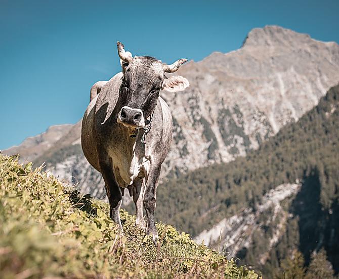 Kofler zwischen den Wänden - Photo gallery Photo
