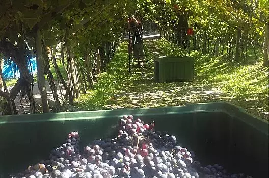 Weinlese