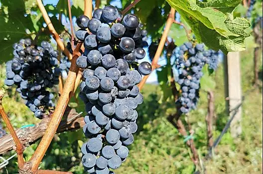 Unsere Cabernet-Trauben kurz vor der Weinlese