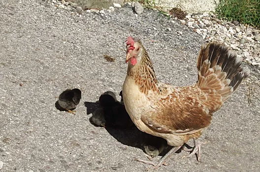 Henne mit Küken