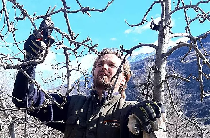Um die Vitalität der Apfelbäume zu erhalten und eine schöne Ernte zu erzielen, werden im Winter die Bäume geschnitten.