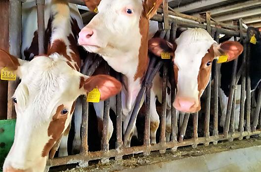 Cows in the barn