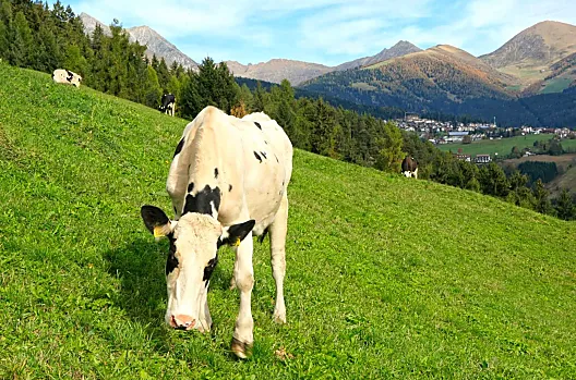 Anratterhof - list Photo