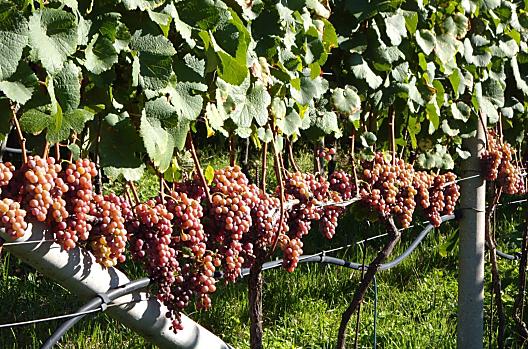 Fully ripe Gewürztraminer grapes just before the harvest