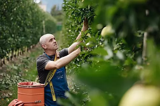 Apple harvest